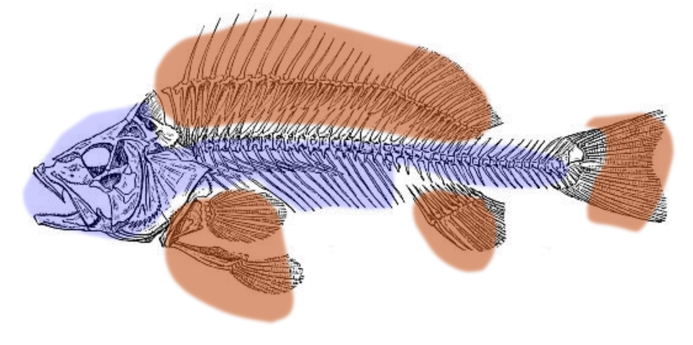 <p>Axial Skeleton (blue area)</p><p>Appendicular Skeleton (orange area)</p>