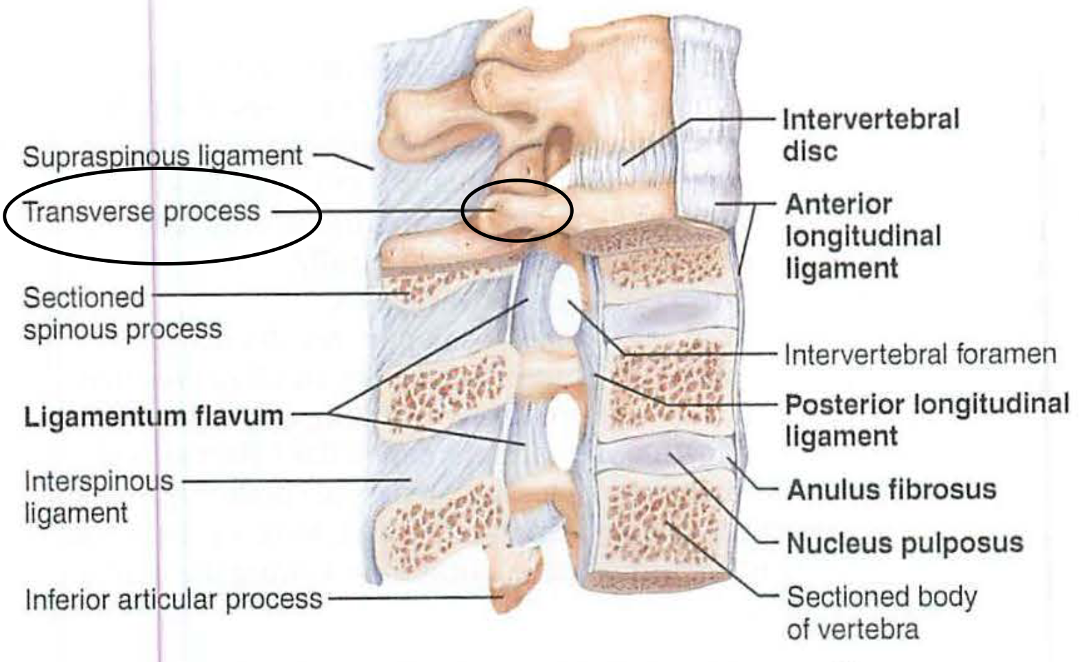 <p>c. transverse processes</p>