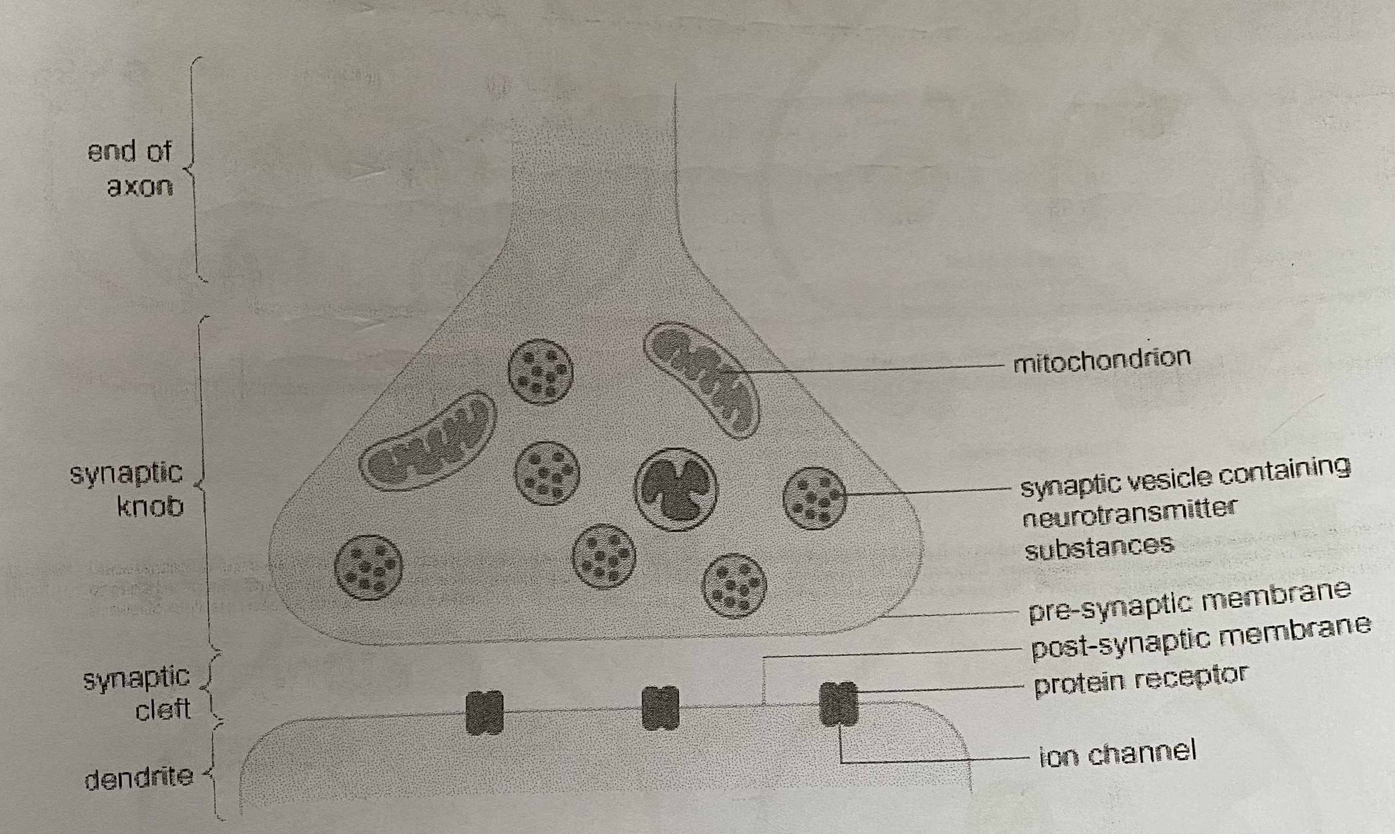 <ul><li><p>Synapses allow impulses to travel in <strong>1 direction</strong>, <strong>divide impulses between neurones</strong>, or <strong>merge impulses</strong> onto a single neurone</p></li><li><p>Individual neurones do not touch- they are separated from each other by a gap called the <strong>synaptic cleft</strong>. The neurone which releases the transmitter is called the <strong>presynaptic neurone</strong>. The <strong>end of the axon swells</strong> to form the <strong>synaptic knob</strong>- the knob contains <strong>many mitochondria </strong></p></li><li><p>Once manufactured, the transmitter is stored in <strong>synaptic vesicles</strong> which when stimulated will <strong>fuse with the presynaptic membrane</strong> and <strong>release the neurotransmitter</strong> into the cleft. Once there, it will <strong>diffuse</strong> across the <strong>postsynaptic neurone</strong> which has specific receptor molecules to bind to the transmitter </p></li></ul><p></p>