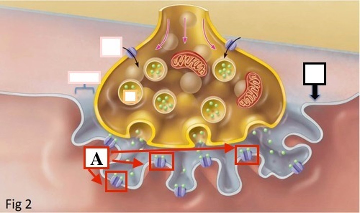 knowt flashcard image