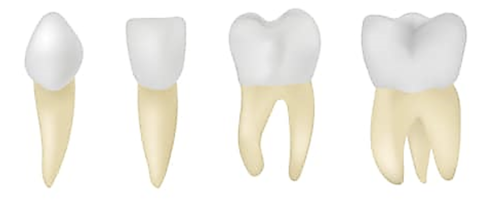 <p>4 basic types of teeth for heterodonts</p>