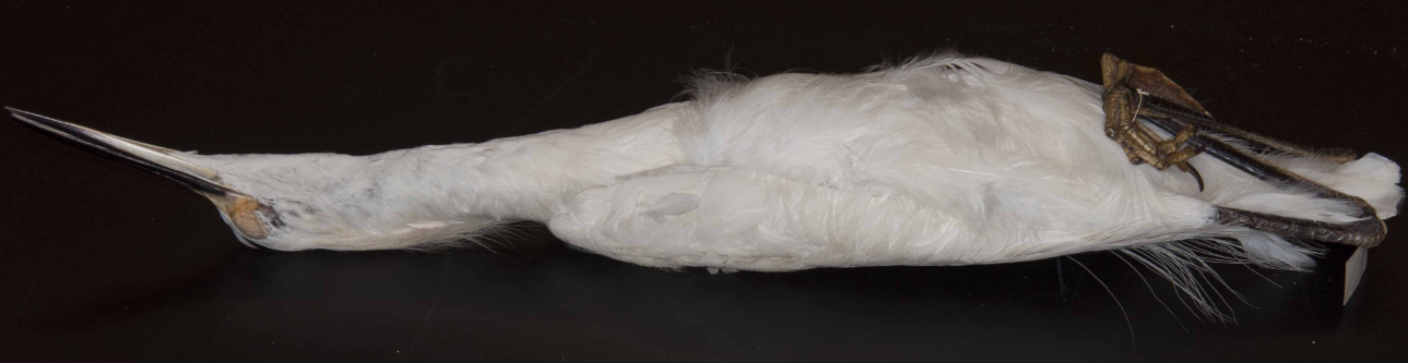<p>Snowy Egret</p>