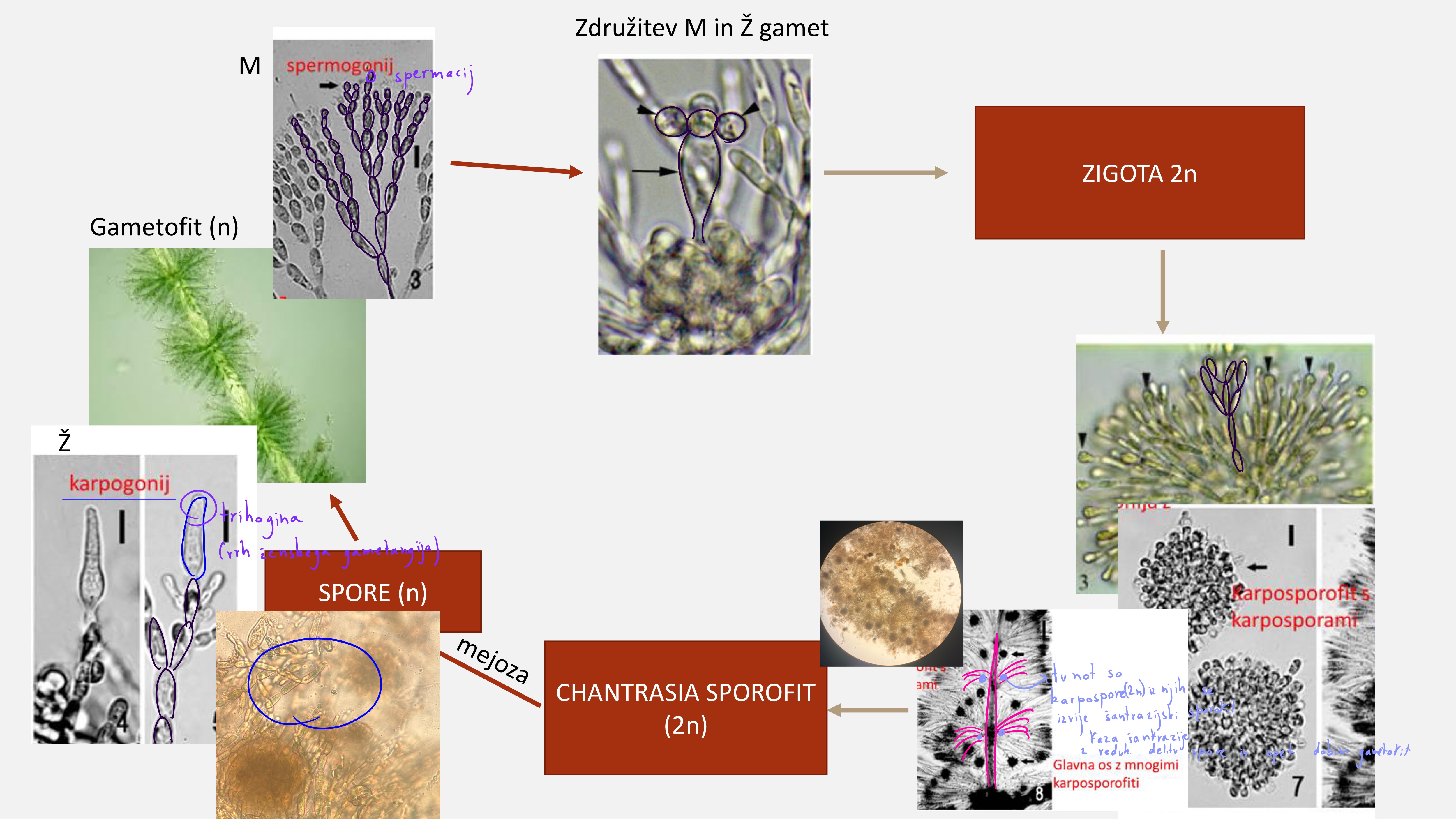 <p>Deblo: Rhodophyta RDECE ALGE</p><p>Razred Florideophyceae</p><p>Predstavnik Batrachospermum</p><p>Slikica nitaste razrasle, kot bambus in na stiku izrascajo manjse celice v gruci imajo lahko gametofit m in z oziroma spermagonij in karpogonij in spore</p><p>, vmes so</p>