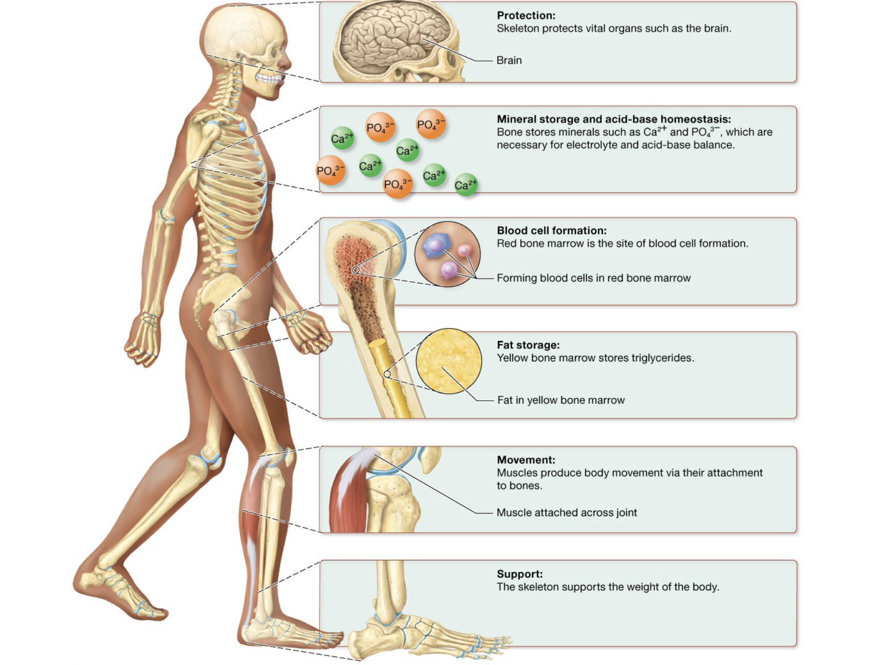 <p>protection, mineral storage and acid base homeostasis, blood cell formation, fat storage, movement, support</p>