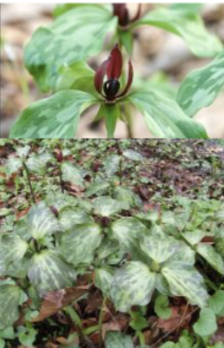 <p>“Bloody butcher”<br>2 petals w/ acute tips arching over stamens<br> - Brown to maroon<br> - Anthers also dark purple<br>Sepals recurved, downward facing during bloom</p>