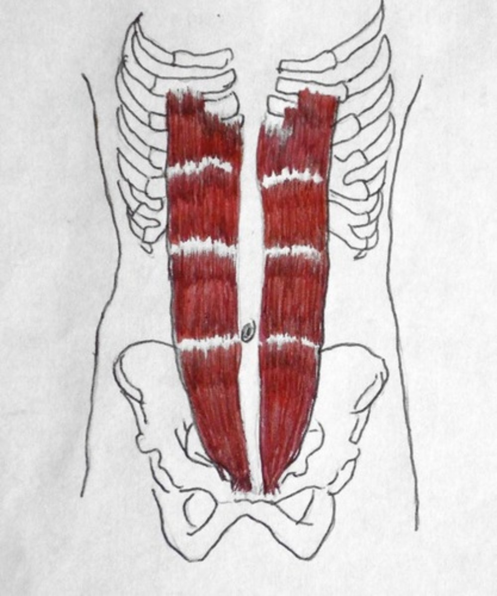 <p>costal cartilages of ribs 5-7, xiphoid process of sternum</p>