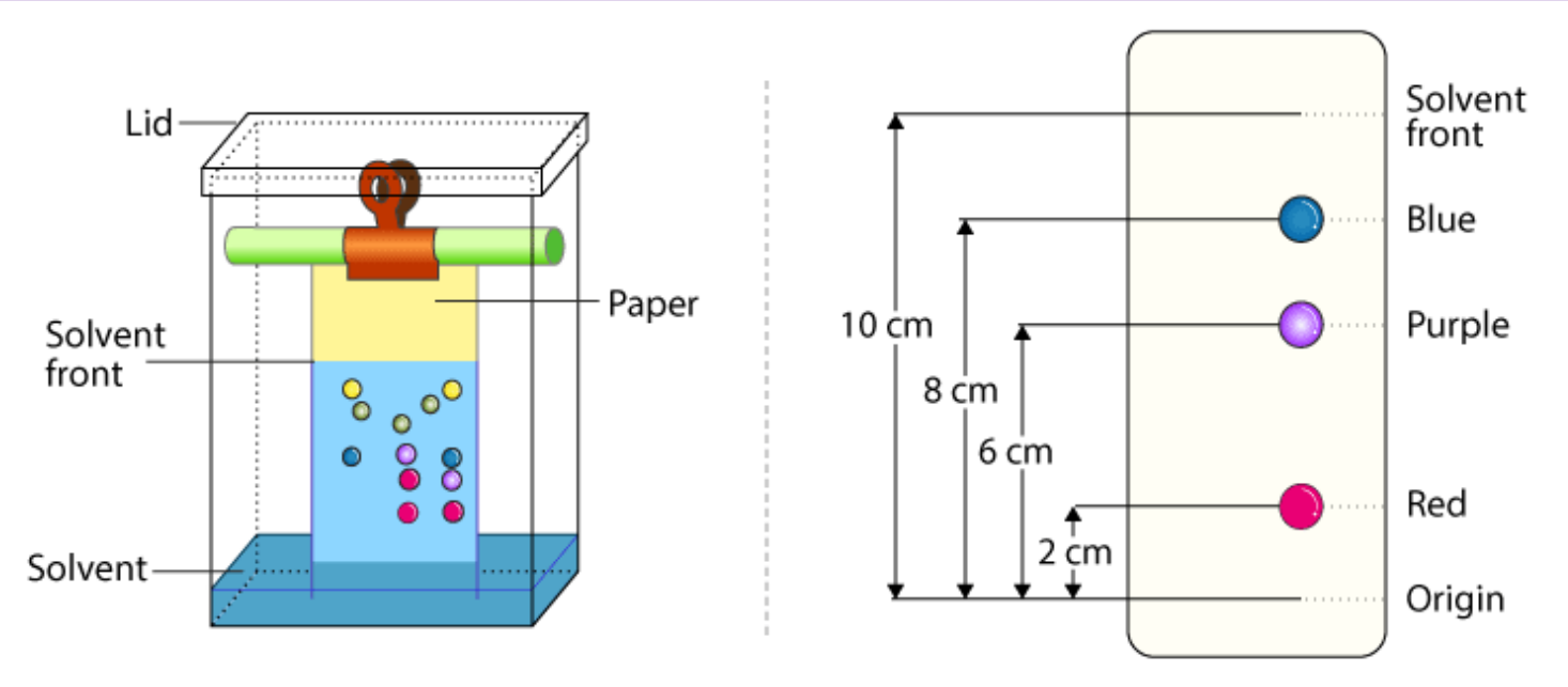 Chromatography experiment where dye(s) is drawn on a long piece of paper, and the paper is hanged above the beaker by a piece of wood and touches the solvent at the bottom of the beaker, typically water, just beneath the dye dot. Then, as the solvent creeps up the paper, it will take the dye with it, and each molecule will separate based on when the mobile phase of the solvent is no longer able for them to cling on to. This works as paper, aka cellulose, is polar and has lots of hydrogen-bonding opportunities.