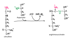 <p>enzyme that uses ATP to convert citrulline into arginino succinate with the addition of aspartate</p>