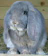 <p>welk type konijn is dit</p>