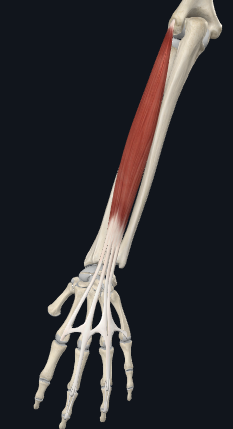 <p>Origin:</p><p>Insertion:</p><p>Innervation:</p><p>Main action:</p>