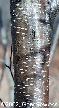 <p>reddish/brown smooth, lots of speckled lenticels. Becomes normal when older though</p>
