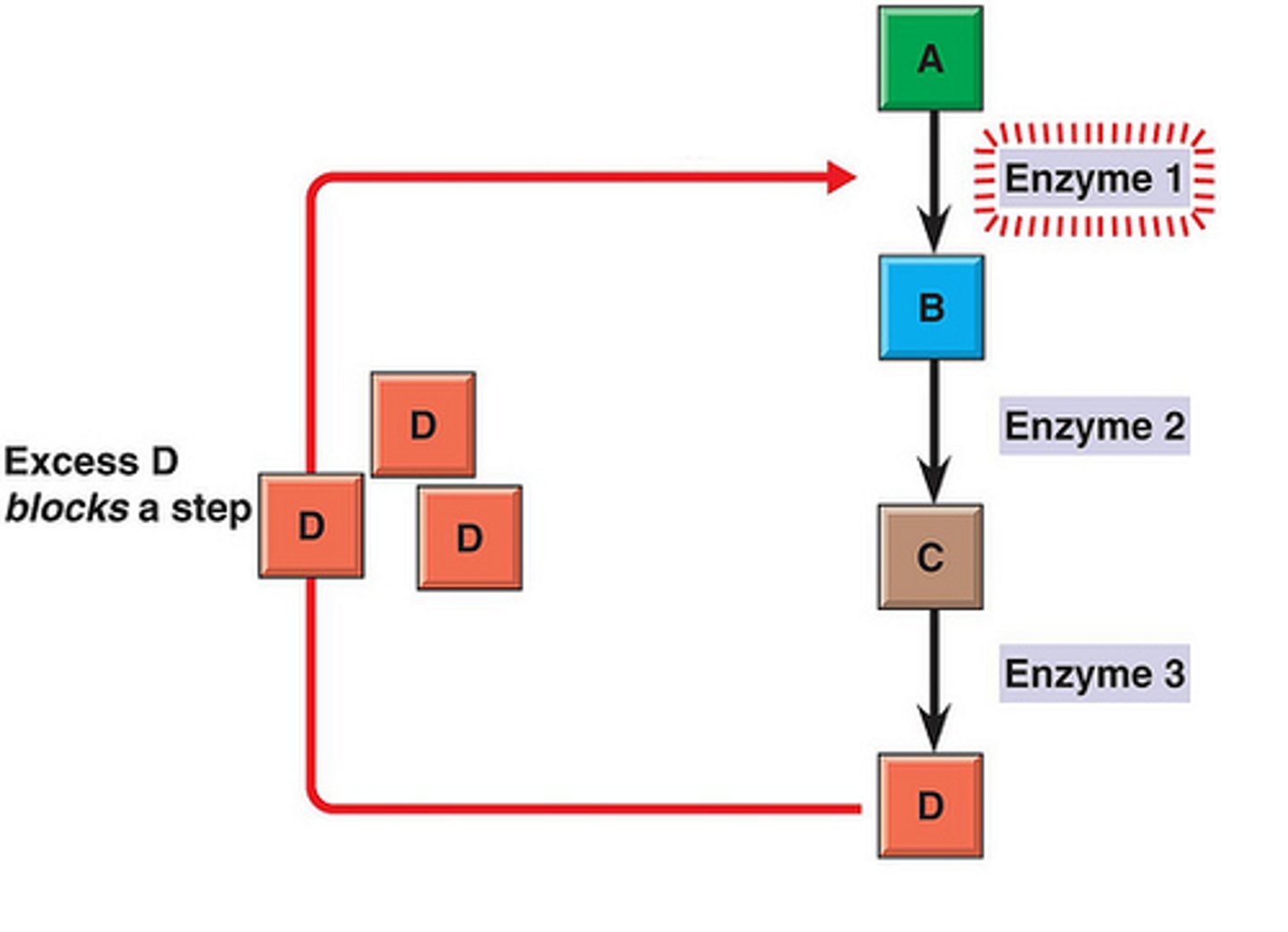 <p>a form of negative feedback / end-product inhibition by which metabolic pathways can be controlled</p>