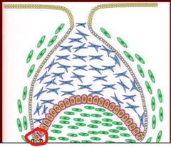 <p>the junction of the outer and inner enamel epithelium</p>