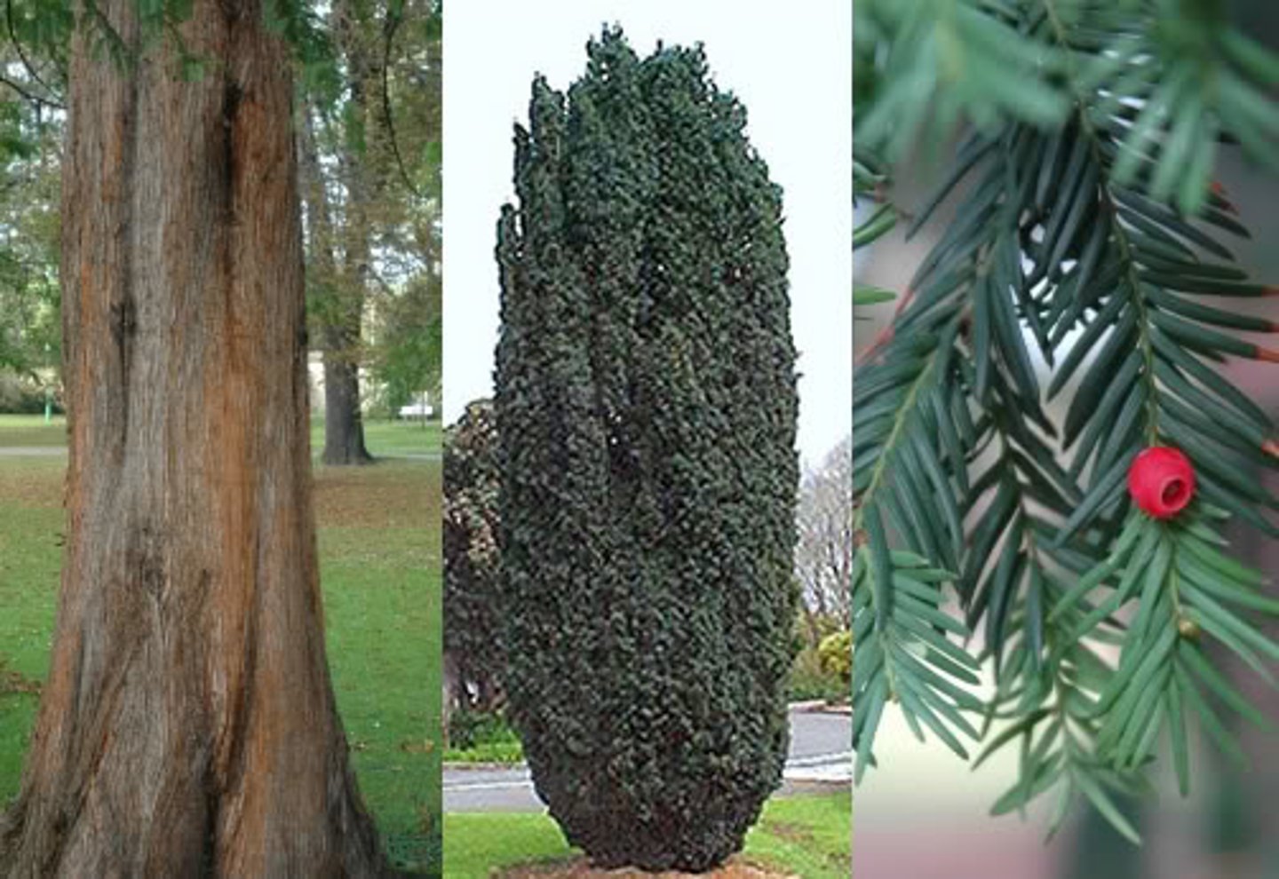 <p>Taxine B</p><p>Found in plant parts- leaves and seeds</p><p>red aril edible</p>