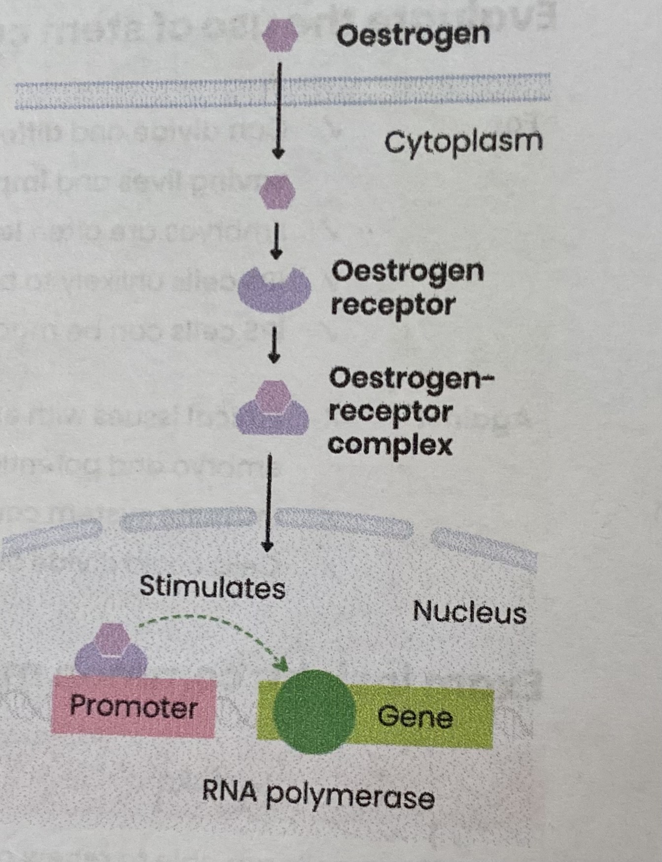 <ol><li><p>Oestrogen is a <strong>lipid-soluble steroid hormone</strong> so <strong>diffuses </strong>into cell across the phospholipid bilayer</p></li><li><p>In cytoplasm, oestrogen <strong>binds</strong> to its receptor, an <strong>inactive transcriptional factor</strong>, forming an <strong>oestrogen- receptor complex</strong></p></li><li><p>This changes the <strong>shape</strong> of the inactive transcriptional factor, forming an <strong>active transcriptional factor</strong></p></li><li><p>The complex diffuses from cytoplasm into the <strong>nucleus</strong></p></li><li><p>Then binds to a <strong>specific DNA base sequence</strong> on the <strong>promotor </strong>region of a <strong>target gene</strong></p></li><li><p><strong>Stimulating</strong> transcription of <strong>target genes</strong> forming <strong>mRNA</strong> by <strong>helping RNA polymerase</strong> to bind</p></li></ol><p></p>