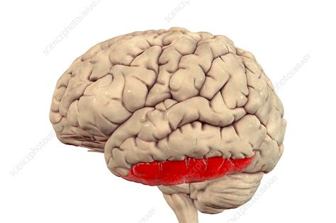 <p>temporal lobe cortical sections</p>
