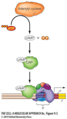 <p>Low glucose increases cAMP, which binds CAP so it can bind DNA and recruit RNA polymerase.</p>