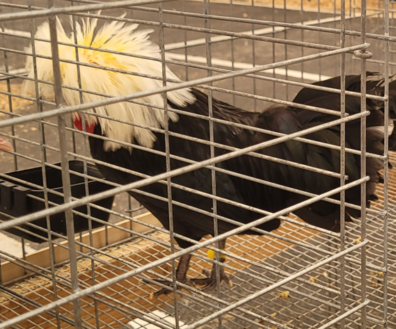 <p>What kind of Cock is this?</p>