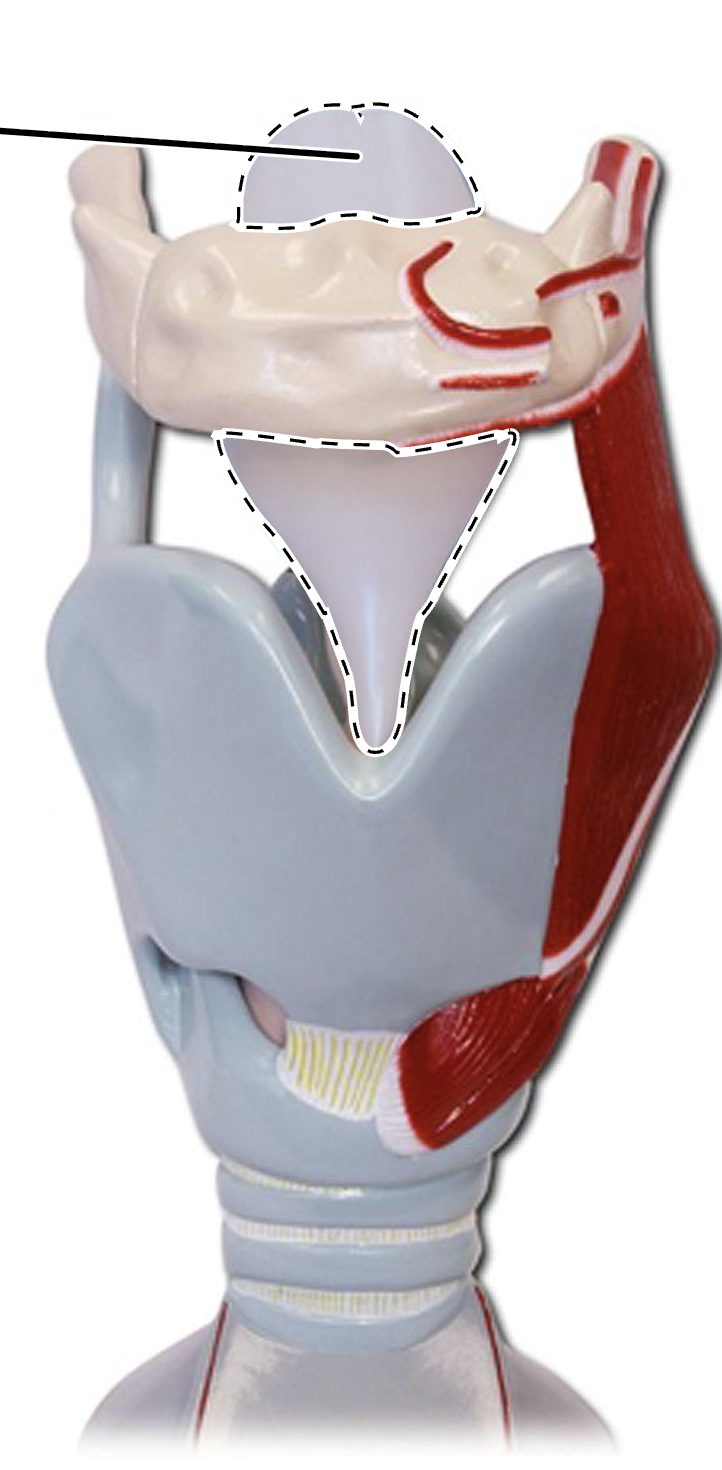 <p>(Larynx Anterior View)</p>