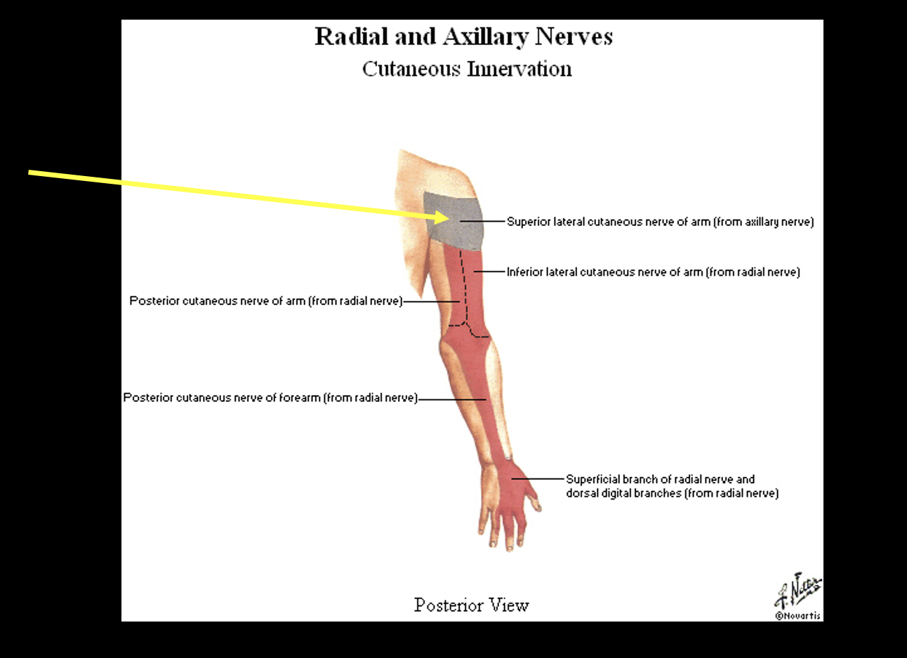 <p>-C5, C6</p><p>-post and lateral shoulder</p>