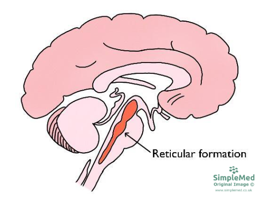 <p>part of the brainstem involved in arousal and sleep-wake cycle</p>