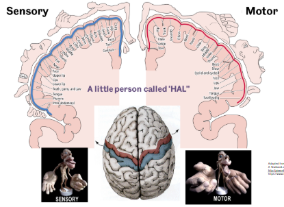 <p><span style="background-color: transparent;">Sensory and Motor Homunculi (Representations of the body mapped onto the primary somatosensory and motor cortices, illustrating the proportion of cortex dedicated to different body parts)</span></p>