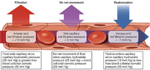 <p>arterial end - bed for exchange - venous end</p><p><strong><u>filtration</u> (arterial end)</strong>: fluid <strong>exit capillary</strong></p><ul><li><p>high pressure <strong><u>inside</u></strong> → low pressure <u>outside</u> </p></li><li><p><u>oxygen</u> &amp; <u>nutrients</u> EXIT</p></li></ul><p><strong><u>no net movement</u></strong>: no filtration</p><ul><li><p>equal pressure <strong><u>inside</u></strong> = equal pressure <strong><u>outside</u></strong></p></li></ul><p><strong><u>reabsorption</u> (venous end)</strong>: fluid <strong>re-enters capillary</strong></p><ul><li><p>high pressure <strong><u>outside</u></strong> → low pressure <u>inside</u> </p></li><li><p><u>carbon dioxide</u> &amp; <u>waste</u> ENTER</p></li></ul><p></p><p>inside: capillary hydrostatic</p><p>outside: blood colloidal osmotic</p>