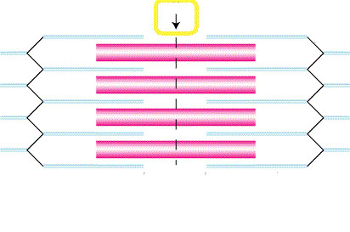 <p>In the center of the H zone that contains tiny rods that hold the thick filaments together.</p>