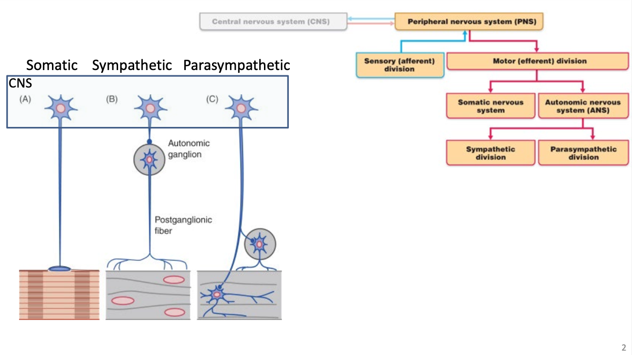 <p><strong><u>Somatic Nervous System</u></strong></p><ul><li><p>voluntary</p></li><li><p>innervates skeletal muscle</p></li><li><p>1 efferent neuron</p></li><li><p>Acetylcholine</p><ul><li><p>Neurotransmitter that acts synapse between muscle and neuron</p></li></ul></li></ul><ul><li><p>ALWAYS EXCITATORY</p></li></ul><p><strong><u>Autonomic Nervous System</u></strong></p><ul><li><p>involuntary</p></li><li><p>innervates internal organs</p><ul><li><p>example: cardiac muscle, smooth muscle, glands</p></li></ul></li><li><p>2 neurons connect CNS</p></li><li><p>NE / Epinephrine is used as neurotransmitter</p><ul><li><p>OR Acetylcholine for PARASYMPATHETIC</p></li></ul></li><li><p>can be excitatory or inhibitory</p><ul><li><p>example:</p><ul><li><p>NE speeds up heart rate (sympathetic)</p></li><li><p>Acetylcholine lowers heart rate (parasympathetic)</p></li></ul></li></ul></li></ul><p></p>