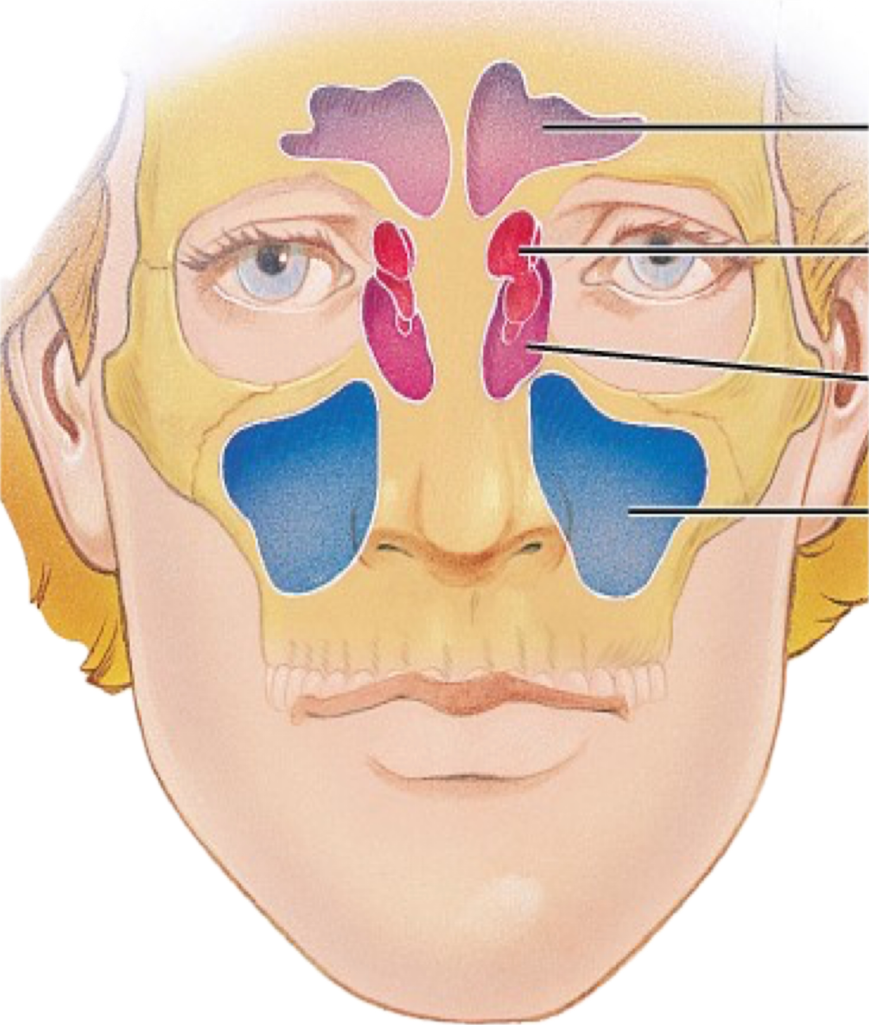 <p>Where are the Frontal sinus’s </p>