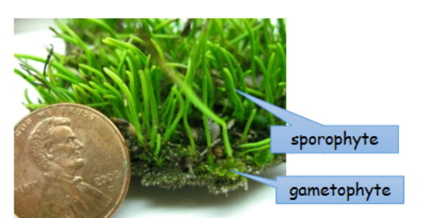 <p>-common name refers to horn-like long tapered shape of sporophyte</p><p>-good colonizers of moist soils </p><p>-symbiotic relationship w/ nitrogen-fixing cyanobacteria </p>