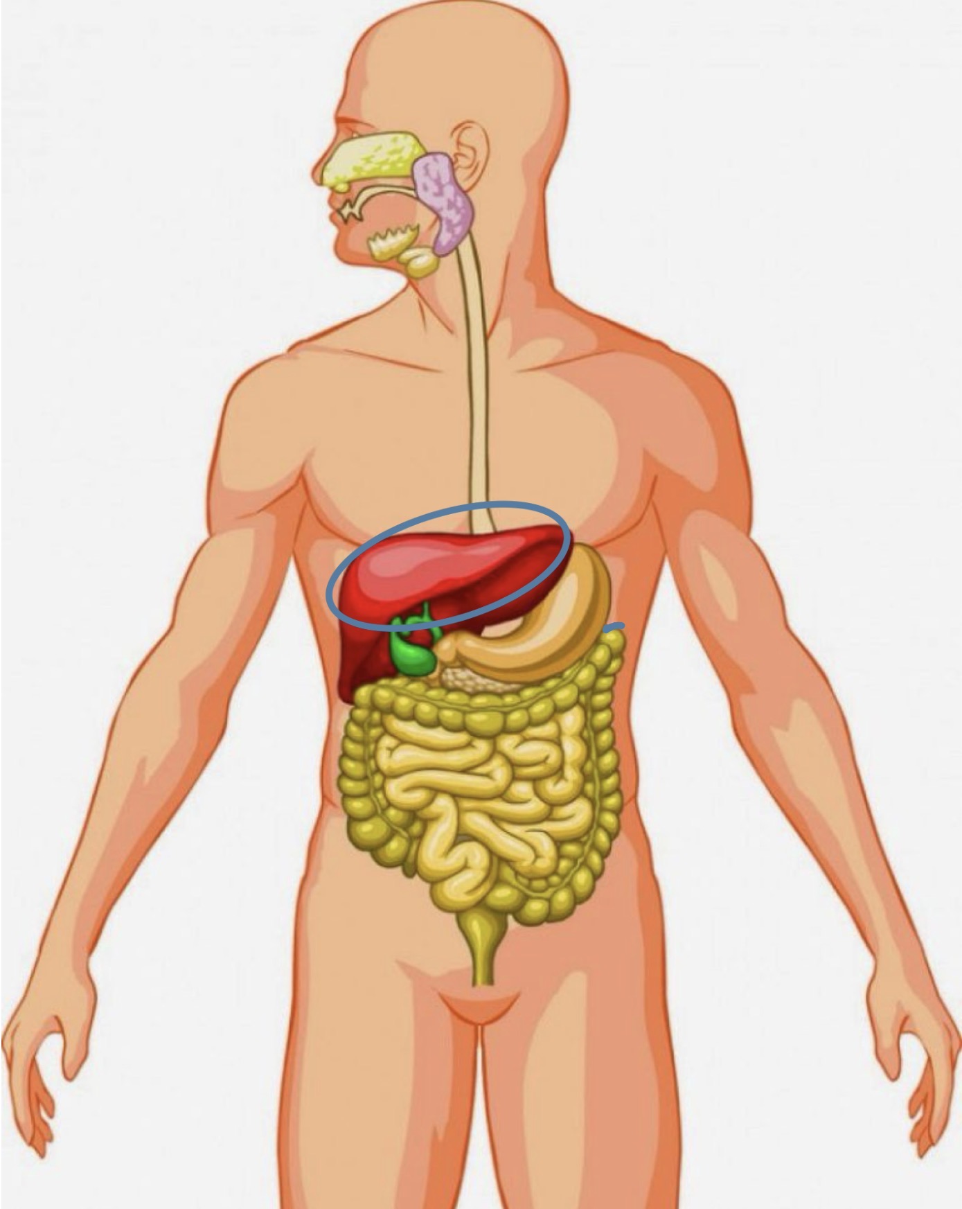 <p><strong><span>Name the following organ</span></strong></p>