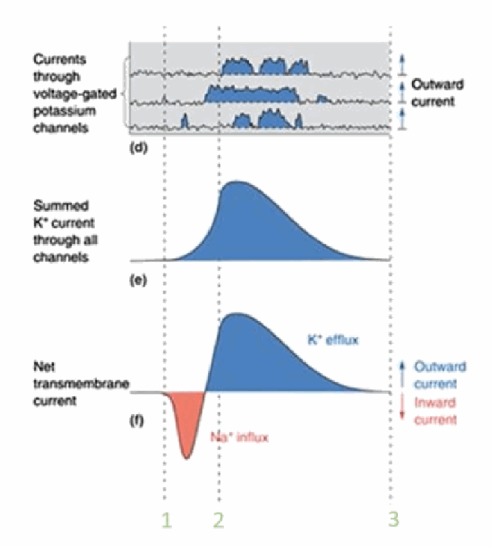 <p>Individual Kv channel openings are also stochastic, each producing a variable outward current; summing across channels gives a smooth summed K+ current trace. The net transmembrane current is simply the sum of the (inward) Na+ current and the (outward) K+ current at each moment.</p>