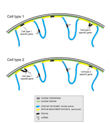 <p>Lamin creates a mesh (nuclear lamina) work the supports the nuclear membrane</p><p>Lamin can also regulate gene expression</p><p>• Regions of DNA (as chromatin) is associated with the nuclear lamina (called lamina-associated domains).</p><p>• This association represses gene expression of genes in the lamina-associated domains.</p><p>• Different cells types can have different genes repressed via the nuclear lamina</p><p>• This is one of the ways different cells types have different gene expression profiles.</p>