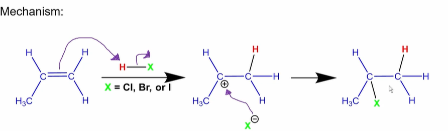 <p>The H goes on the C with the most amount of <strong>H’s</strong> on it. The <strong>halogen </strong>goes on the one with <strong>fewer H’s</strong></p>
