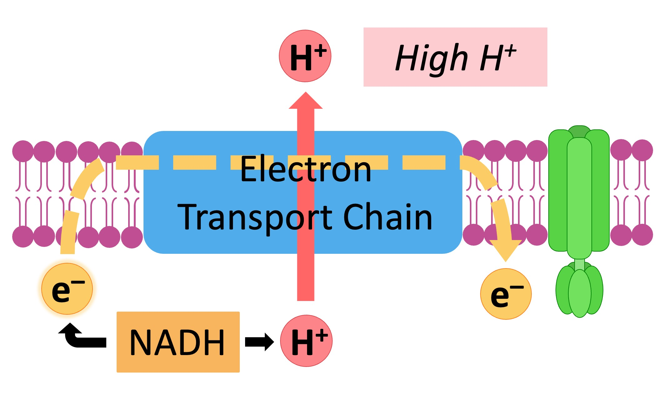 <ul><li><p><span style="background-color: transparent;">Occurs at the inner mitochondrial membrane</span></p><ul><li><p><span style="background-color: transparent;">Sometimes referred to as the Cristae</span></p></li><li><p><span style="background-color: transparent;">All other parts of aerobic cellular respiration occur in matrix of mitochondria</span><br></p></li></ul></li></ul><ul><li><p><span style="background-color: transparent;">The electron transport chain is the final destination of all oxygen that we breathe</span></p></li></ul><p></p><ul><li><p><span style="background-color: transparent;">Oxygen is carried all around the body, to every cell, with the task of being the final electron acceptor in the electron transport chain</span></p></li></ul><ul><li><p><span style="background-color: transparent;">Extracts the potential energy stored in high energy carriers (NADH and FADH<sub>2</sub>)</span></p><ul><li><p><span style="background-color: transparent;">Used to synthesize ATP ... much more ATP!</span></p></li></ul></li></ul><p><br></p><ul><li><p><span style="background-color: transparent;">Is made up of a series of parts that transfer electrons from NADH and FADH<sub>2</sub> to the final electron acceptor oxygen!</span></p><ul><li><p><span style="background-color: transparent;">Involves 4 protein complexes and 2 mobile electron shuttles</span></p></li><li><p><span style="background-color: transparent;">Leads to the reduction of oxygen to water</span></p></li></ul></li></ul><p></p>