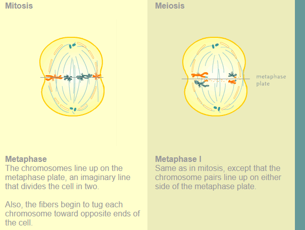 <p><span style="font-size: medium;">The chromosomes line up on the metaphase plate, an imaginary line that divides the cell in two.</span><br><br><span style="font-size: medium;">Also, the fibers begin to tug each chromosome toward opposite ends of the cell.</span></p>