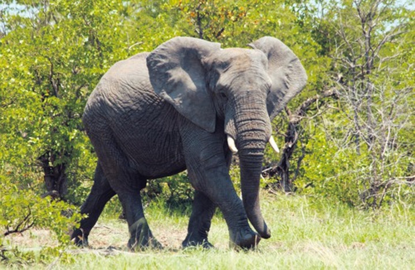 <p>elephant</p>