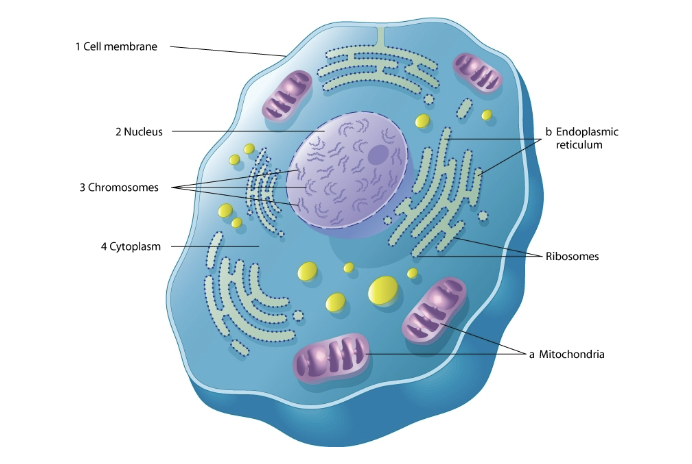 <p>major parts of a cell include:</p>
