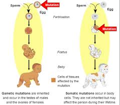 <p>Somatic Mutation </p>