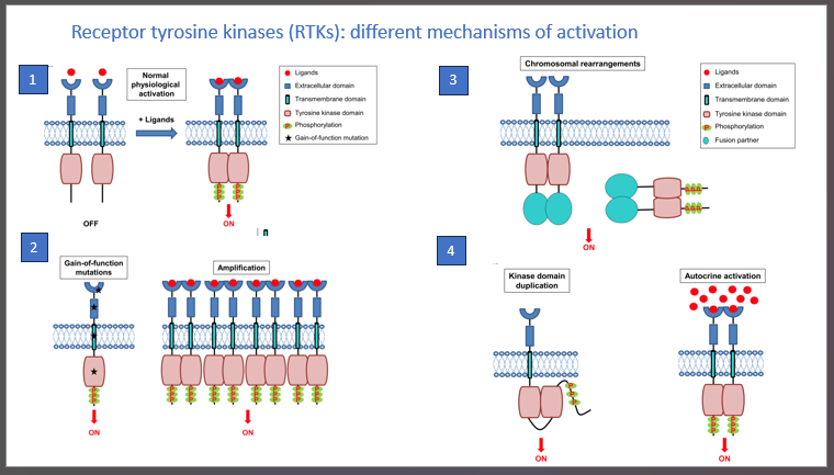 <p>amplification of ligand, receptor or point mutations for constant activation (ligand-independent firing)</p><p>Point mutations can make the receptors dimerize / activate without ligand</p><p>Loss of the extracellular part can also cause constitutive activation</p><p></p>
