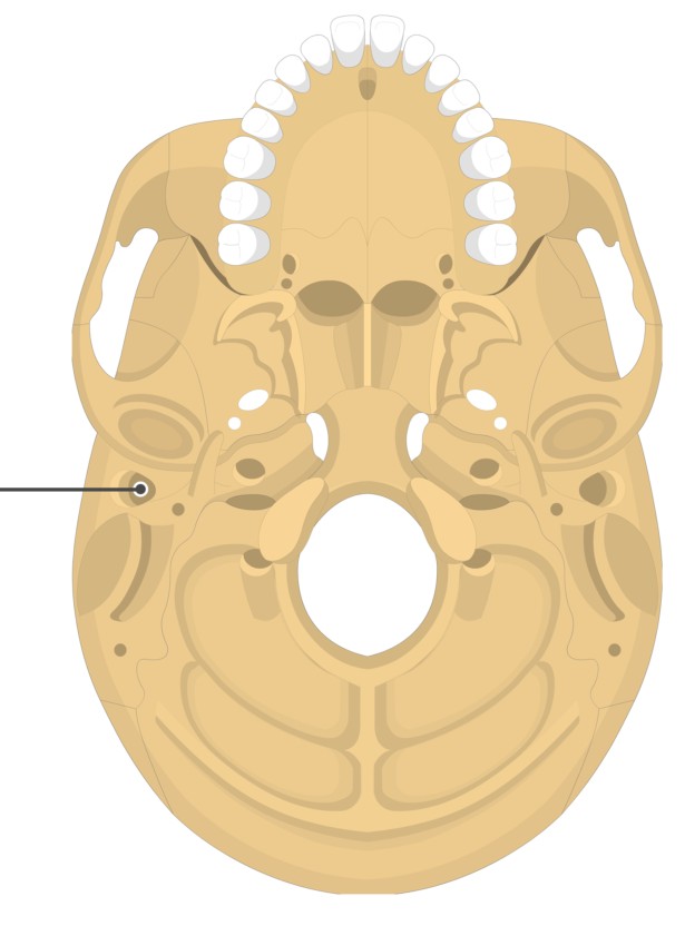 <p>A tunnel or passageway</p>