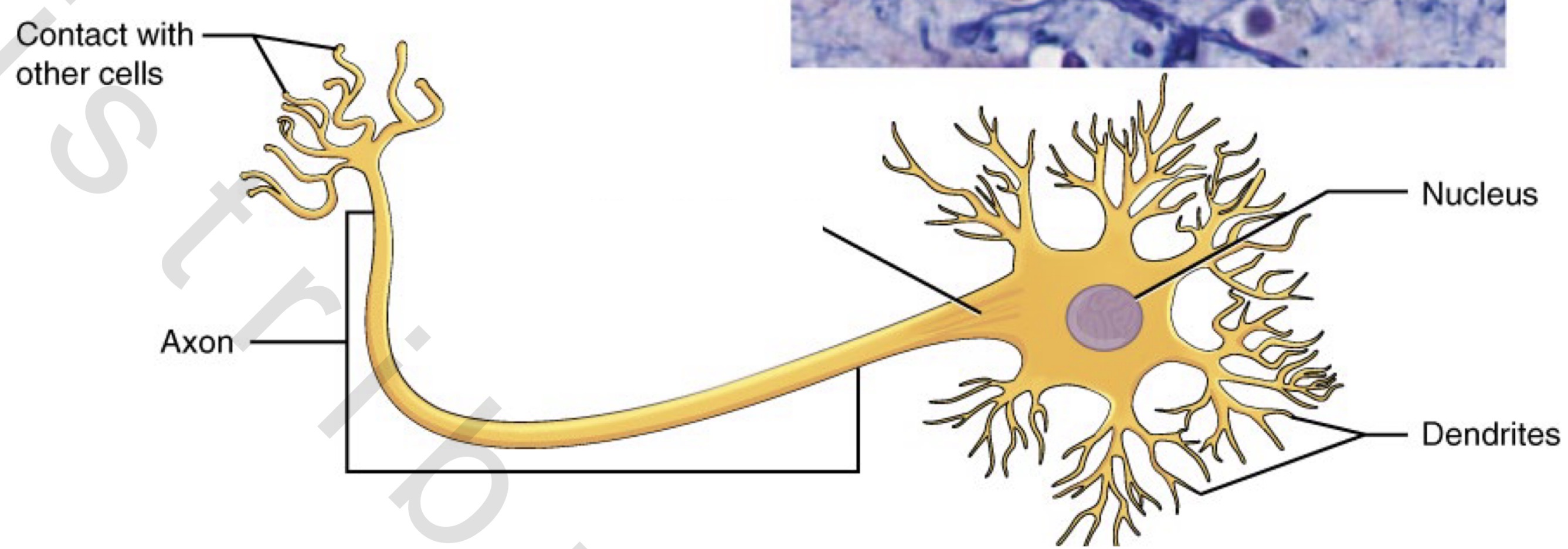 <p>Extensions from soma</p><p>o Dendrites: <strong>Receive </strong>signals from other neurons/cells &amp; carry TO soma</p><p>o Axons: Carry signals FROM soma &amp; <strong>transmit </strong>to other neurons/cells</p>