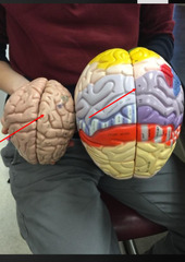 <p>Processing sensory info</p>