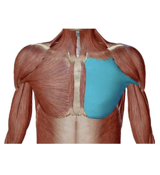 <p>Pectoralis Major Action </p>
