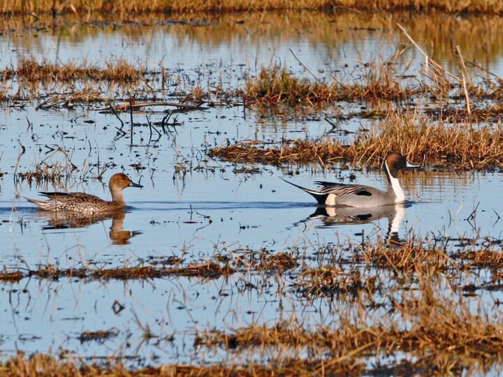 <p>Northern Pintail</p>