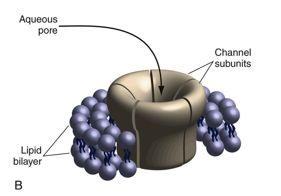 <ul><li><p>allows ions whose size and charge “fit” to diffuse through </p></li><li><p>made up of subunits that surround a central aqueous pore</p></li><li><p>channels are placed where they make sense</p></li></ul><p></p>
