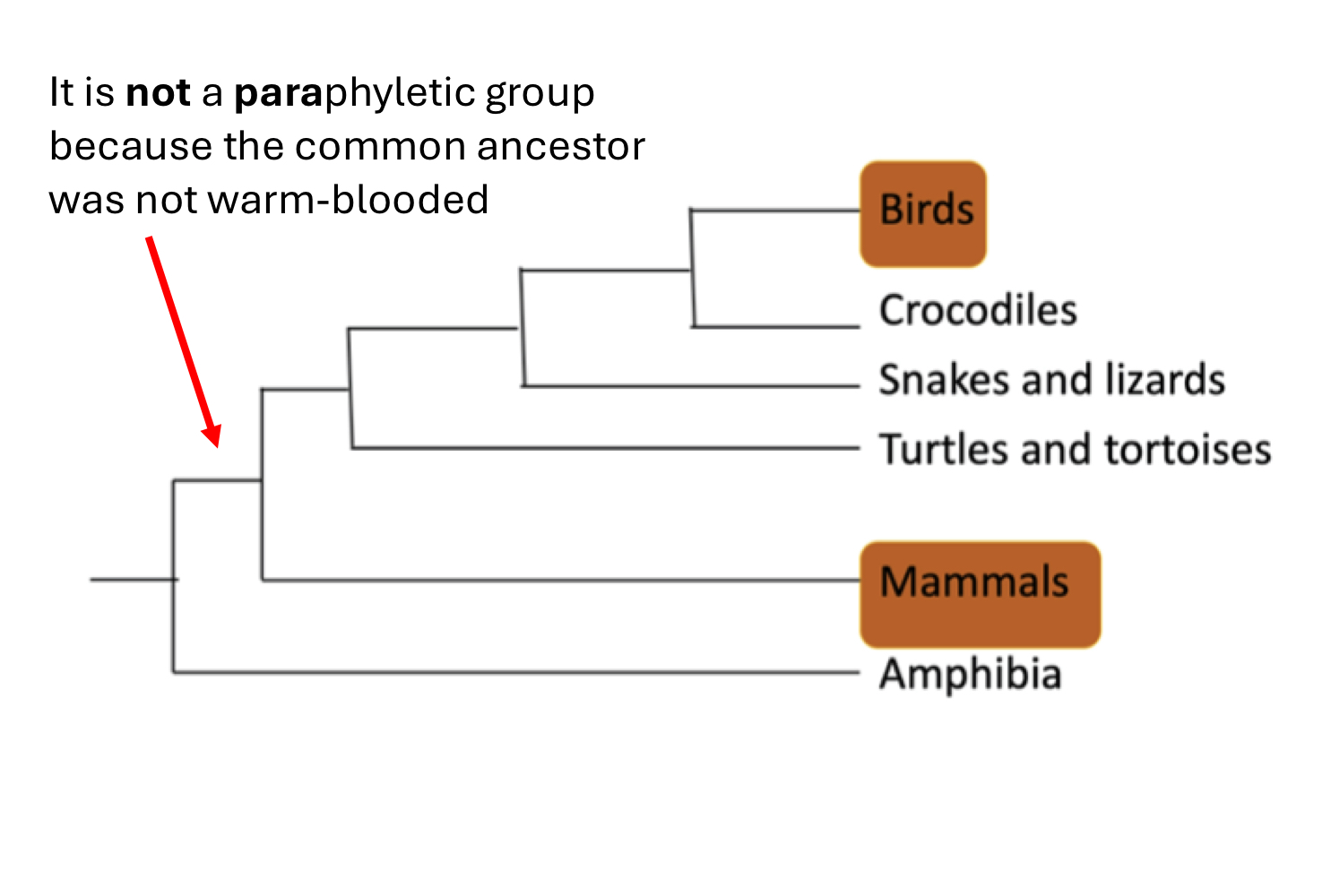 <p>contains some, but not all, of a node’s descendants, and that also excludes that node</p><ul><li><p>warm blooded vertebrates</p></li><li><p>endothermy evolved separately in mammals and birds</p></li><li><p>birds and mammals are not close relatives, latest common ancestor is not the same</p></li></ul><p></p>