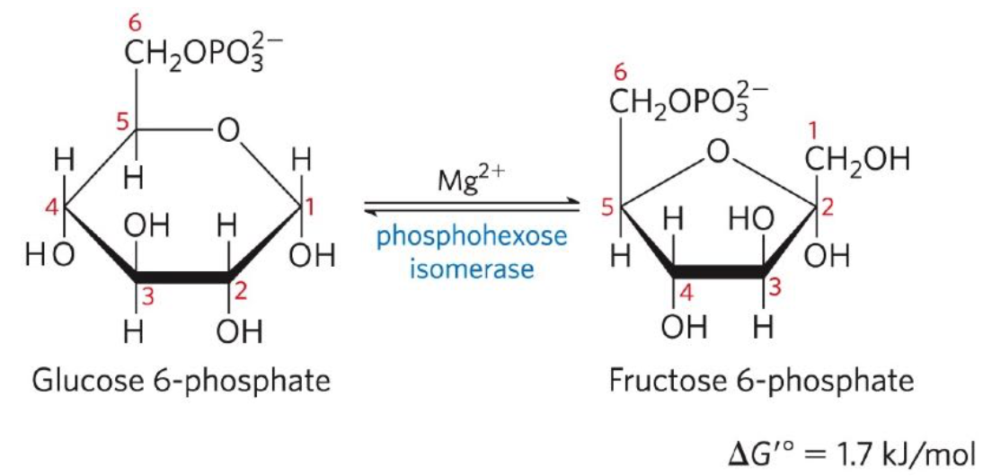 <p>Second reaction: Glucose 6-phosphate (G6P) ←→ Fructose 6-phosphate (F6P)</p><ul><li><p>Phosphohexose isomerase catalyzes the reversible isomerization of G6P (aldose) to F6P (ketose)</p></li></ul><p></p>