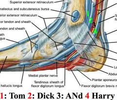 <p>THINK OF TOM DICK AND NERVE HENRY </p><p>- tibialis posterior longus</p>